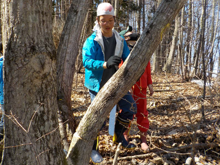 原木の伐り出し