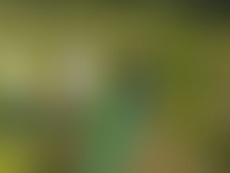 田の防獣ネット張り・苗植え