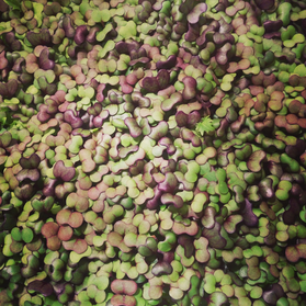 Microgreens!