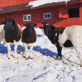 Lambs in Winter