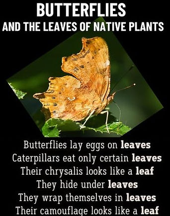 Butterflies and leaves.jpg