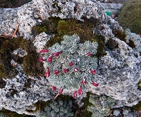 Saxifraga burseriana on tufa.jpg