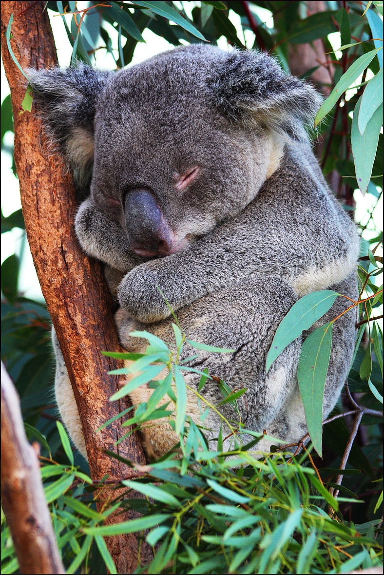 Close Up Koala