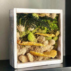 MOSS BOX