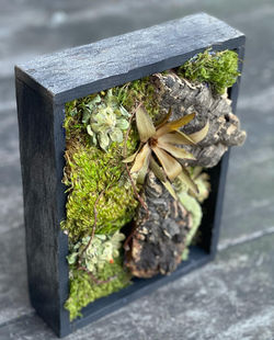 MOSS BOX