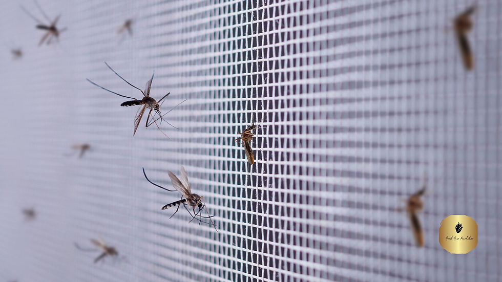 many mosquitoes on insect net wire screen close up on house wind