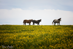 Buttercup~Horses