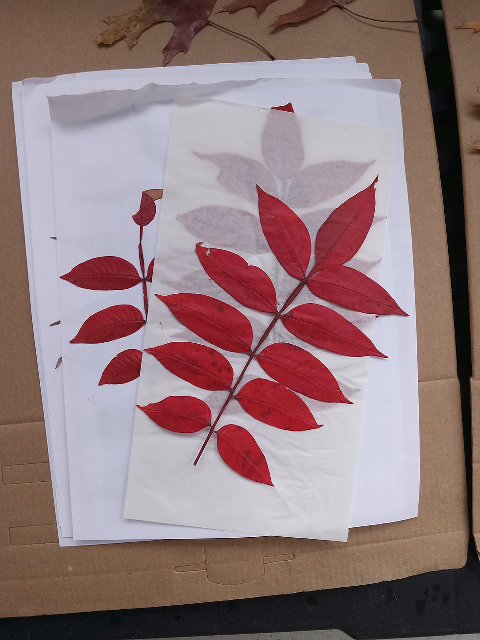 Thumbnail: red leaves