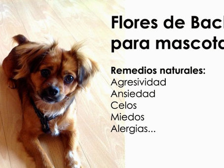 Tu mascota es un ser, como tu. Siente y percibe mas que tu.