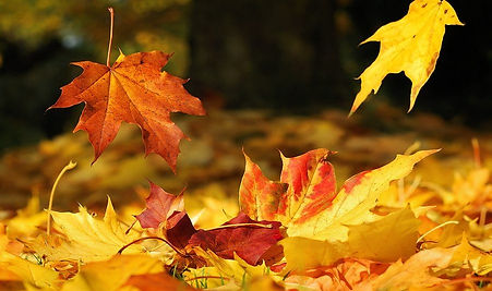leaves.jpg