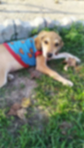 kedi sahiplendirme ilanları