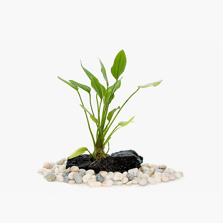 Aquarium Plants