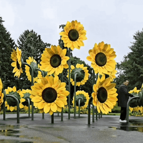 "pyramid sunflower"