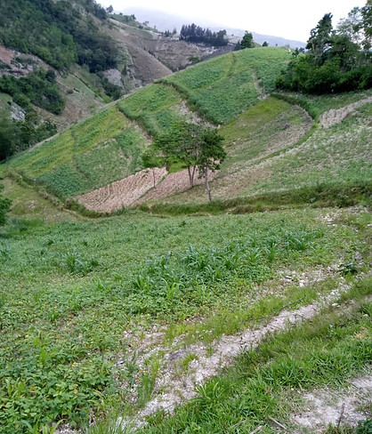 Agro Crops in the Process of Growing