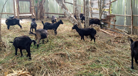 Goat Farming Empowerment and Sustainability Initiative