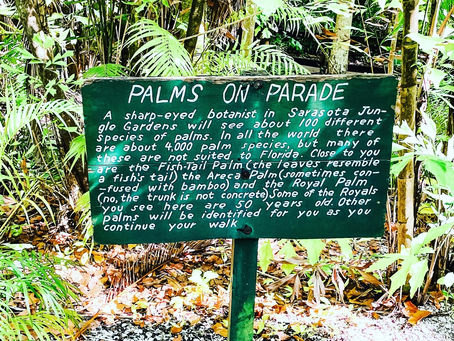'Palms on Parade'