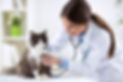 Persian cat with veterinarian doctor at