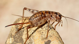 Gryllomorpha dalmatina
