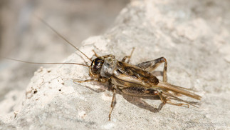 Eumodicogryllus bordigalensis