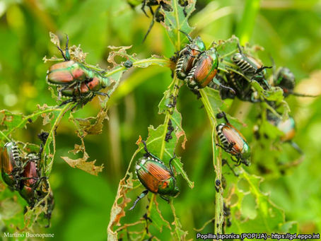 Popillia japonica: monitoraggio e controllo del coleottero giapponese