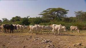 Urgent/Ansongo : Plusieurs bétails enlevés