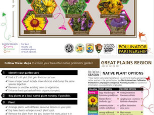 Discover Why Rapid City is a Proud Bee City USA Affiliate