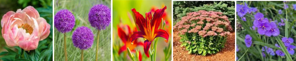 Perennial Plant Sale, Saturday, May 16, 9 - 11 am