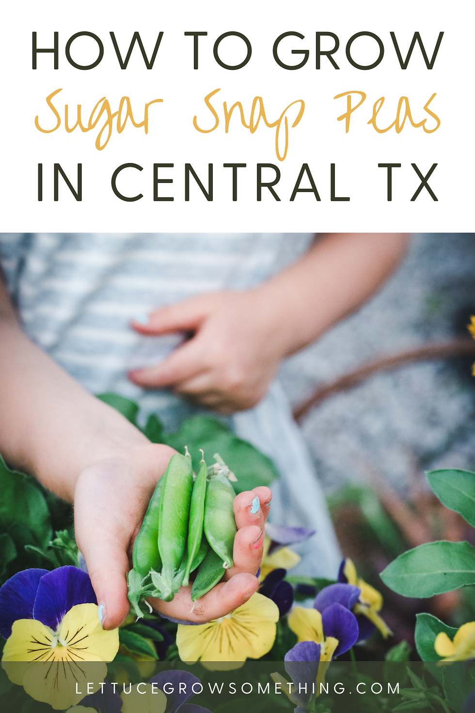 how do sugar snap peas grow