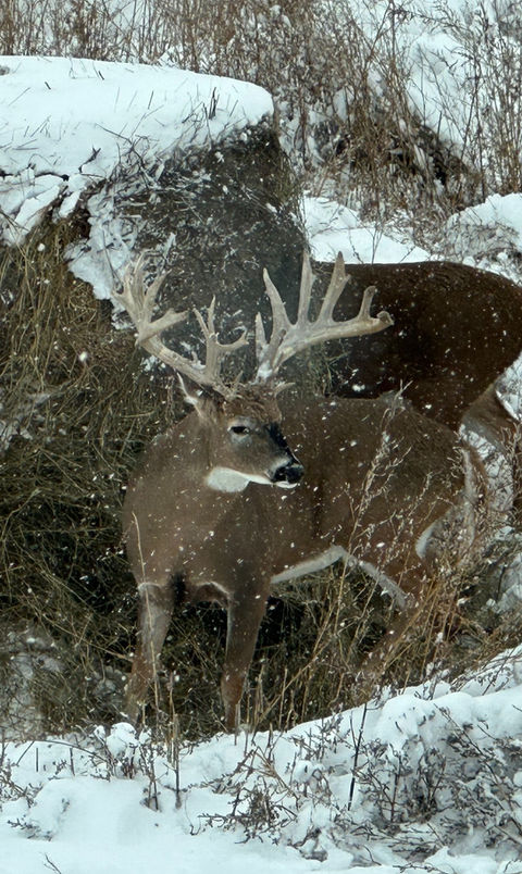 Whitetail Deer at Sandy Oaks Lodge North Dakota Hunting Preserve