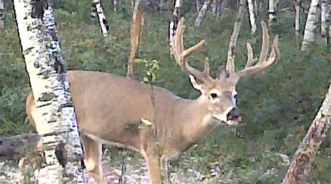 Whitetail Deer at Sandy Oaks Lodge North Dakota Hunting Preserve