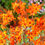 Thumbnail: Crocosmia - Peach Melba