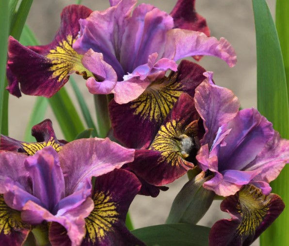 Thumbnail: Miss Apple Iris