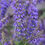 Thumbnail: Peacock Feathers Salvia