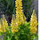 Thumbnail: Sunshine Yellow Lupine