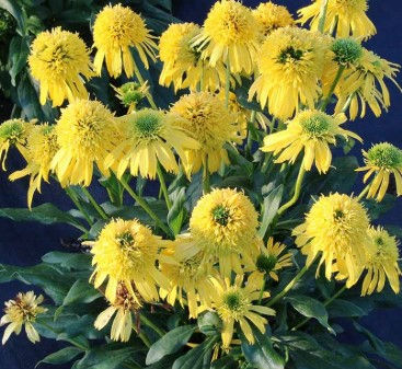 Thumbnail: SUNNY DAYS™ Lemon Echinacea