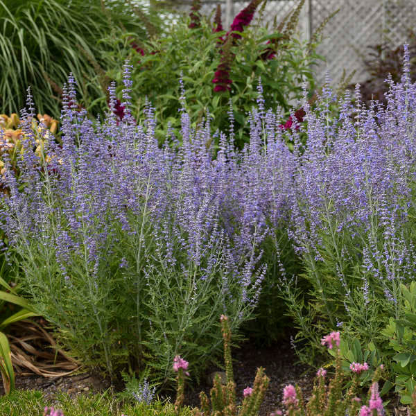 Thumbnail: Blue Jean Baby Russian Sage