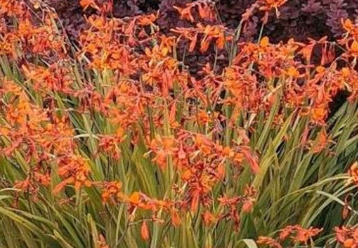 Thumbnail: Crocosmia - Emily McKenzie