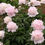 Thumbnail: Angel Cheeks Peony