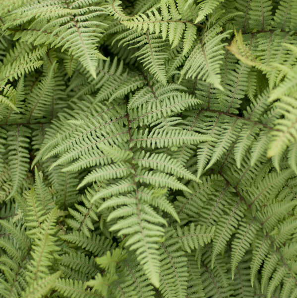 Thumbnail: Ghost Deciduous Fern