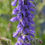 Thumbnail: Peacock Feathers Salvia