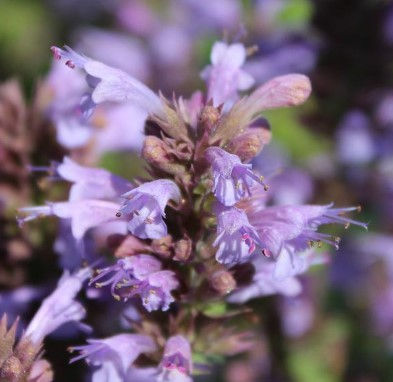 Agastache Silver Blue: AKA Hummingbird Mint