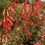 Thumbnail: Riding Hood Red Penstemon