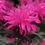 Thumbnail: Bee Balm - Balmy Rose (Monarda)