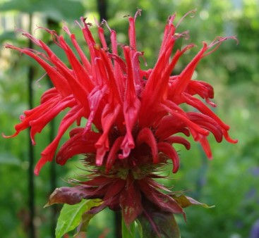 Bee Balm - Jacob Kline (AKA Panaroma Mix)