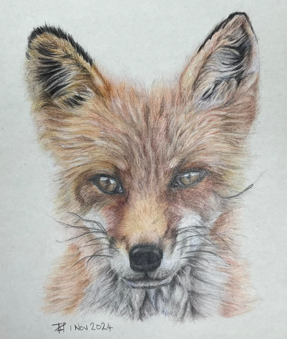 A colour pencil drawing of a fox