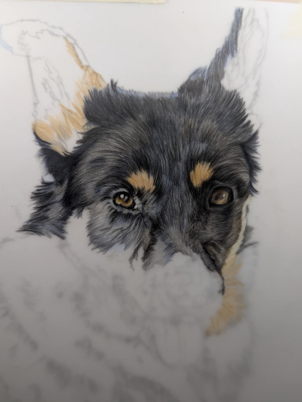 Detailed drawing of a dog's face in progress. The fur is mainly black with tan accents. Unfinished areas show sketched outlines.