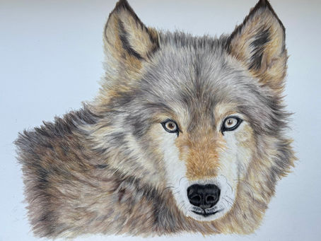 Why Learning to Draw Animals Feels Overwhelming — and How to Make It Easier