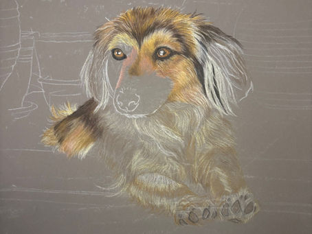 Drawing in progress of a dog laying down relaxing.