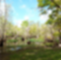 Cypress Preserve Spring.png