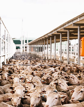 STOCK RURAL PHOTOS STOCK PHOTOGRAPHY RURAL LAND RURAL PHOTOGRAPHER DUBBO PHOTOGRAPHER